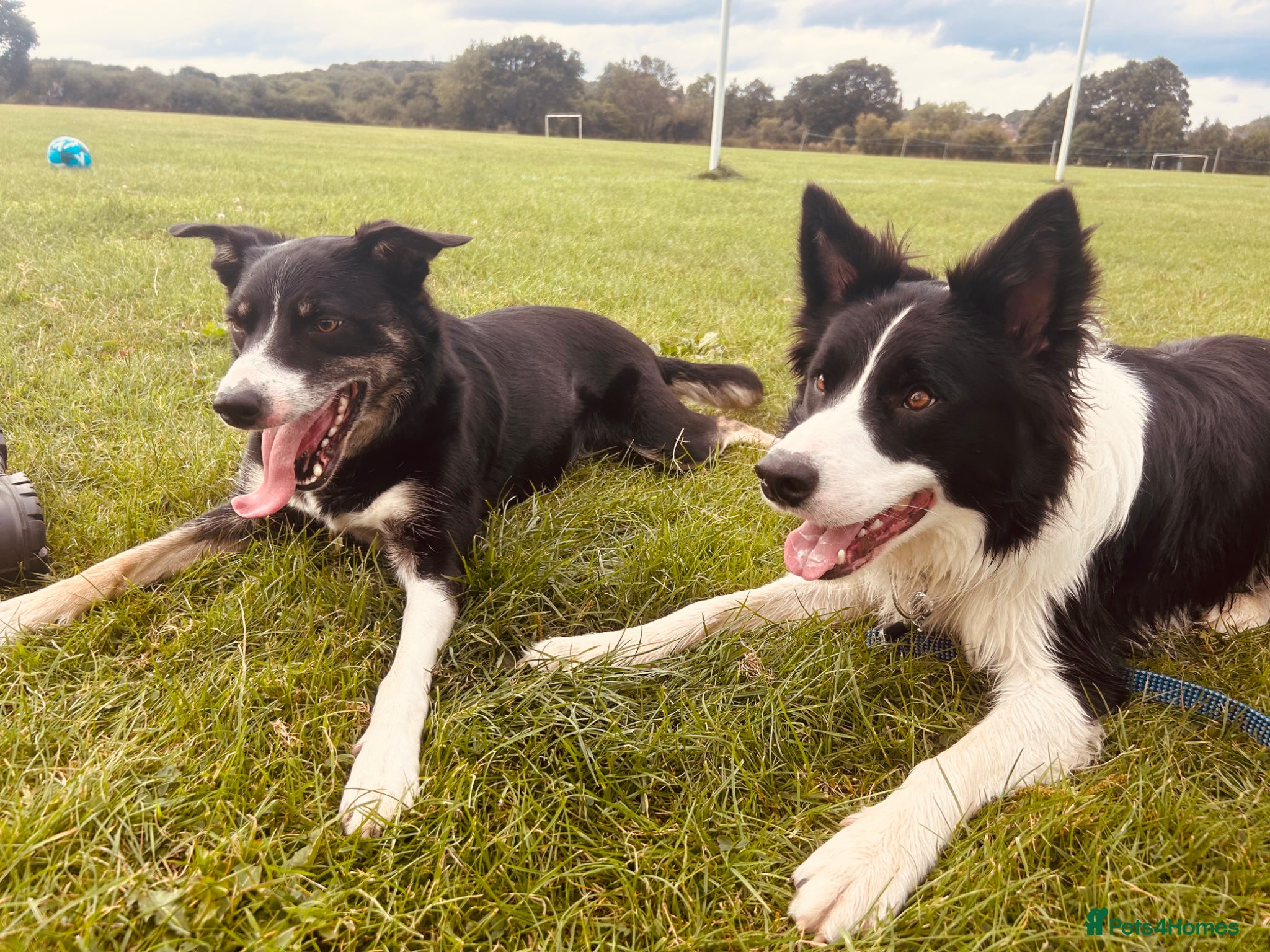 Border Collie dogs 1year old border collie  - Advert 1