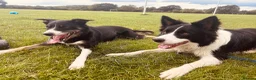 Border Collie dogs for sale: 1year old border collie  - Advert 1