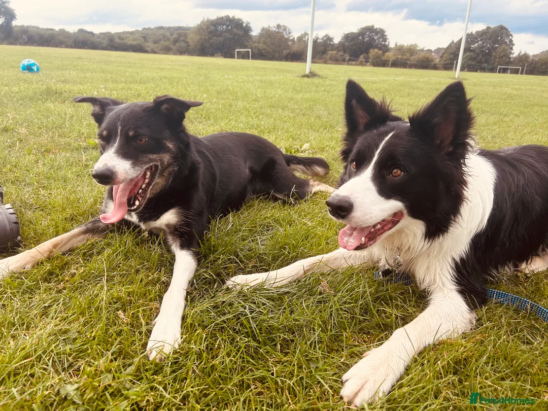 Border Collie dogs for sale: 1year old border collie  - Advert 1