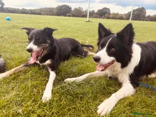 Border Collie dogs 1year old border collie - Advert 6