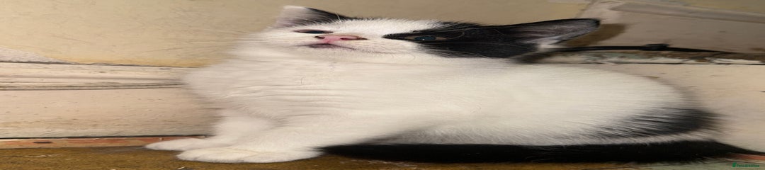 Domestic Shorthair Kitten 3