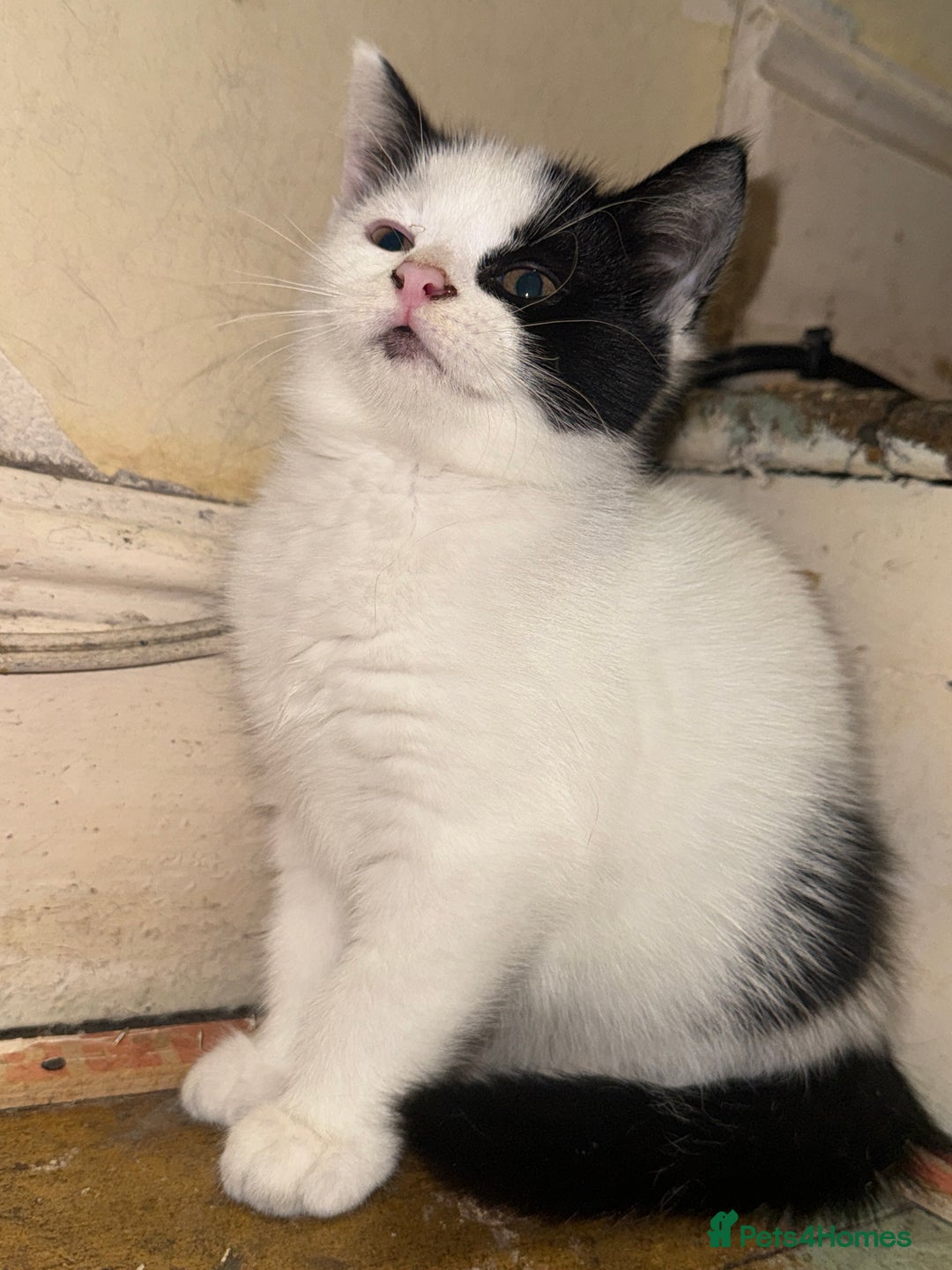 Domestic Shorthair cats for sale: 4 beautiful domestic shorthairs for sale  - Image 9