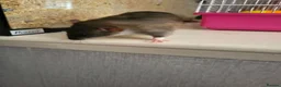 Rat rodents for sale: Male dumbo rats  in Brierley Hill - Advert 2