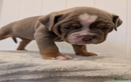 Old Tyme Bulldog dogs for sale: Kyro & Lyla Litter Old Tyme Old English Bullgdog - Image 10