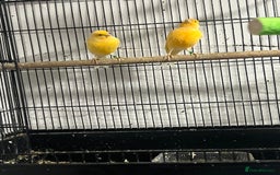 Cockatiels birds for sale: Cocktails - Image 6