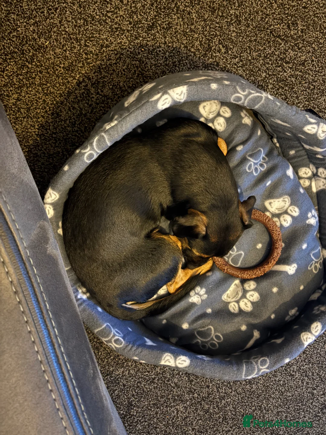 Mixed Breed dogs for sale: Patterdale X - Advert 4