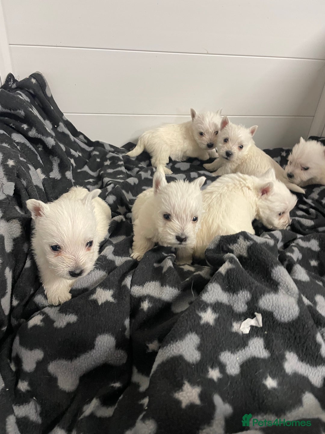 West Highland Terrier dogs for sale: Beautiful west highland puppies - Advert 8
