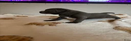 Staffordshire Bull Terrier dogs for sale: BEAUTIFUL BLUE STAFFY PUPPIES  - Advert 9