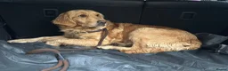 Golden Retriever dogs for sale: KC Golden Retriever Puppies - Advert 21