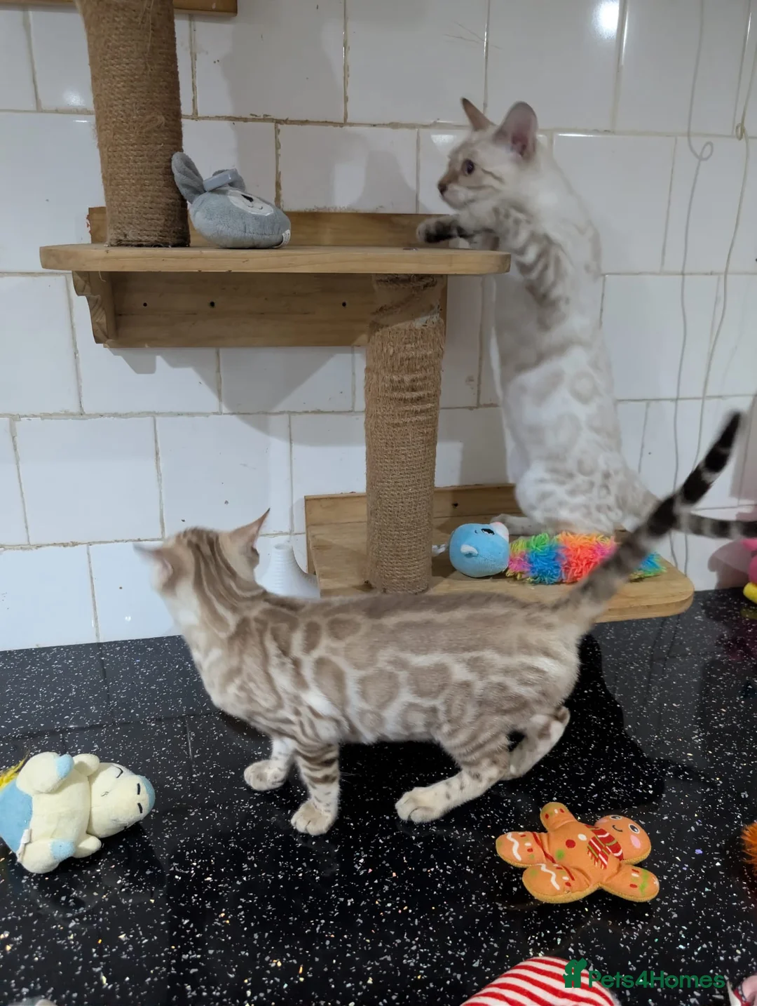 Bengal cats for sale: 🔥✨Pedigree TICA-Registered Bengals - Advert 19