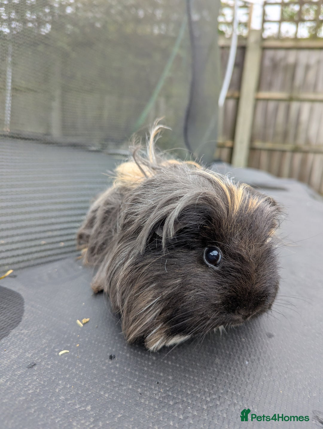 Guinea Pig rodents for sale: Sheltie guinea pig looking for a new home + friend - Advert 7