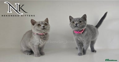 British Shorthair cats in Ilkeston - Advert 16