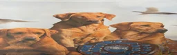 Labrador Retriever dogs for sale: Fox Red Puppies in Crediton - Advert 5
