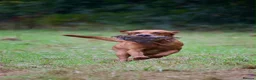 Labrador Retriever dogs for sale: Beautiful Labrador puppies - Advert 8