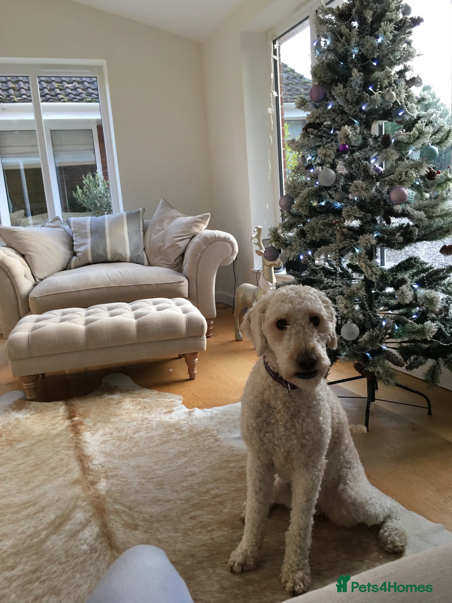 Goldendoodle dogs 7yr old golden doodle  - Advert 4