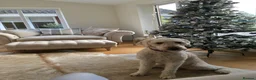 Goldendoodle dogs for sale: 7yr old golden doodle  - Advert 1