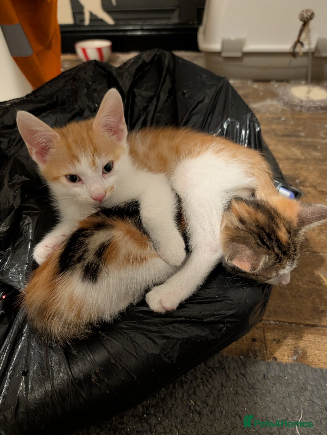 Mixed Breed cats for sale: Re available* ginger male for sale  - Advert 4