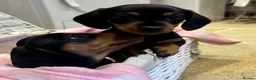 Miniature Dachshund dogs for sale: Beautiful Miniature Dachshunds - 2 boys left - Advert 11