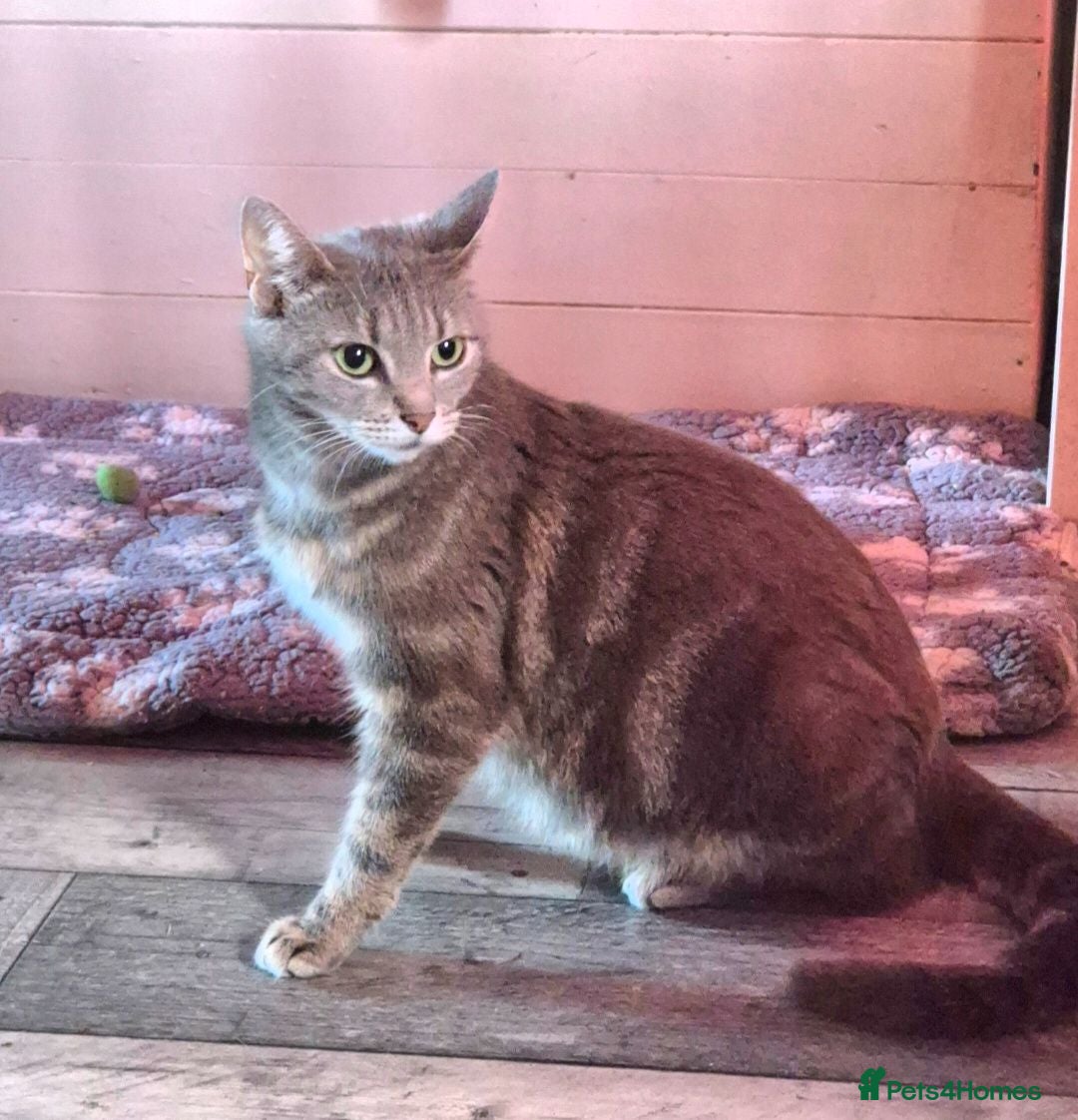 Domestic Shorthair cats Mackerel Tabby kittens (ready now) - Advert 5