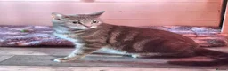 Domestic Shorthair cats for sale: Mackerel Tabby kittens (ready now) - Advert 1
