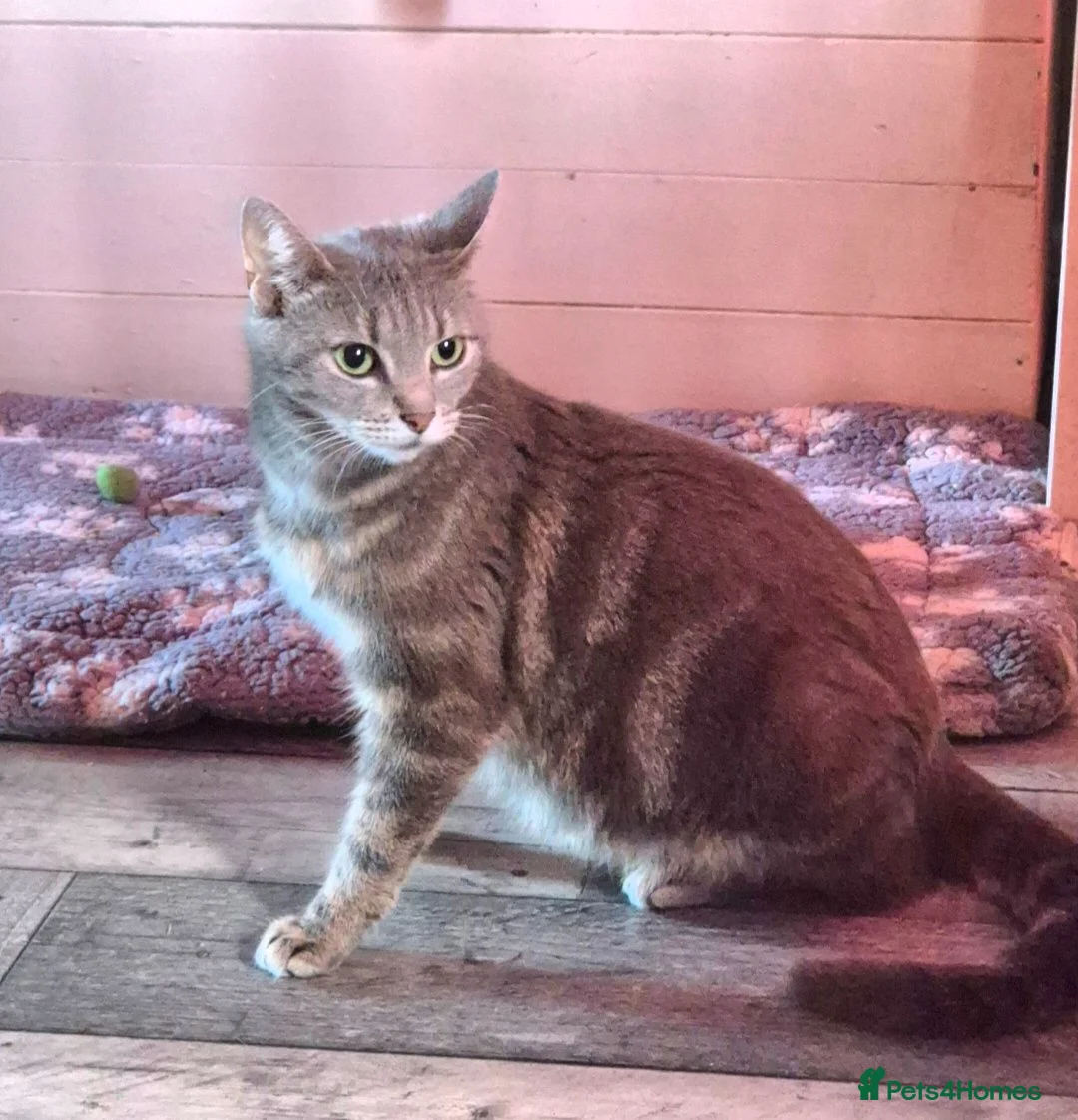 Domestic Shorthair cats for sale: Mackerel Tabby kittens (ready now) - Advert 1