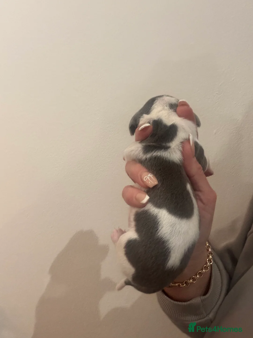 Dachshund dogs for sale: Miniature dashaund - Advert 24