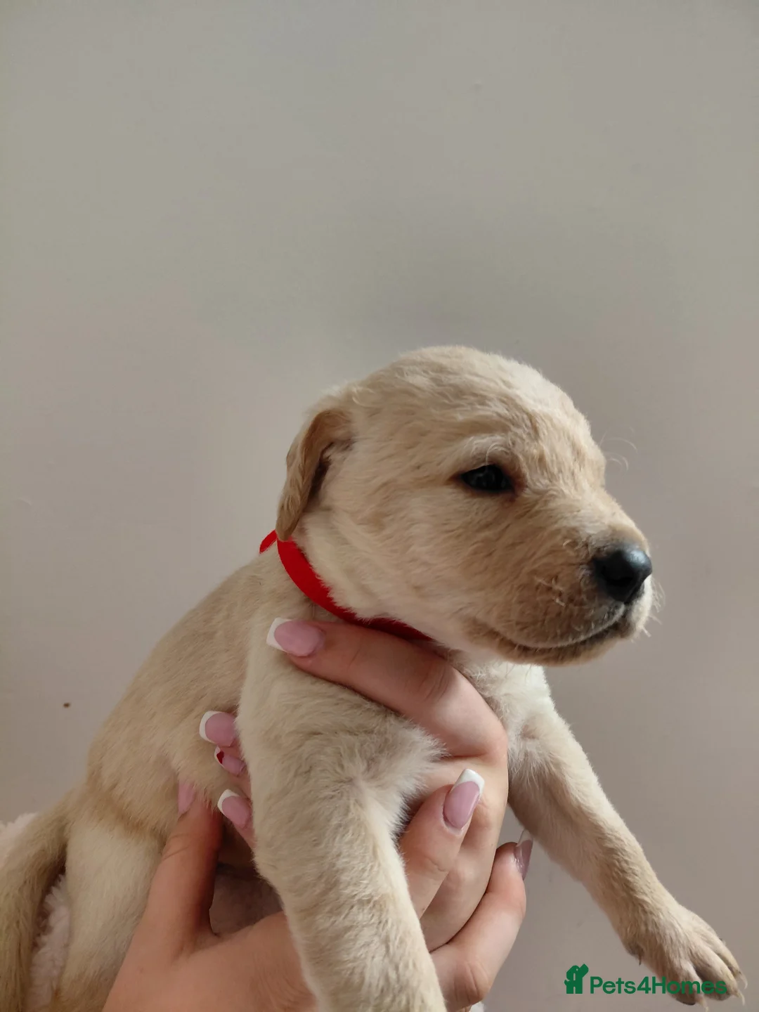 Labrador Retriever dogs for sale: Pure bred labrador puppies - Advert 21
