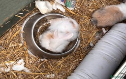 Lionhead rabbits for sale: Lionhead x lowered baby rabbits  - Image 16