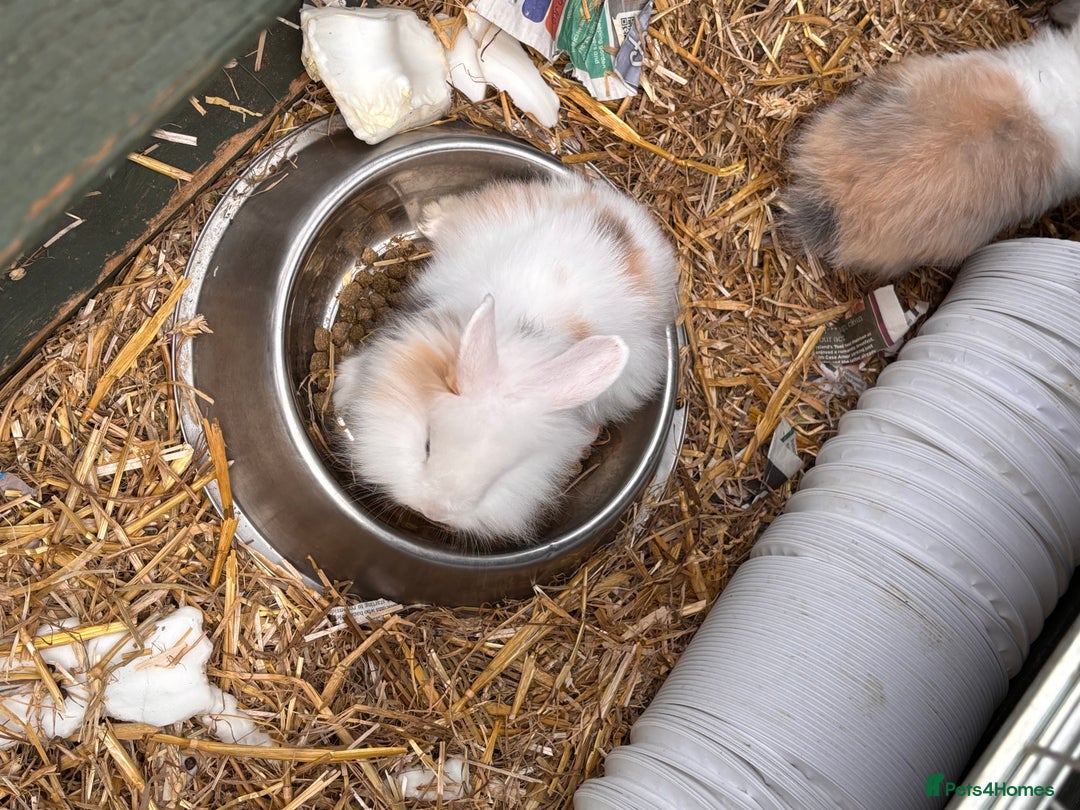 Lionhead rabbits for sale: Lionhead x lowered baby rabbits  - Image 16
