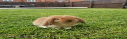 Mini Lop rabbits for sale: Mini Lop rabbit - Advert 4