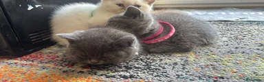 British Shorthair Kitten 3