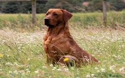 Labrador Retriever dogs for sale: Beautiful Fox Red Labrador Puppies – Family Raised - Image 5