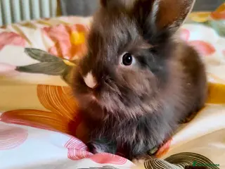 Lionhead rabbits Pedigree Lionhead 2 sisters to go together - Advert 17