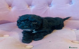 Cockapoo dogs for sale: F2 cockapoo only 3 remaining  - Image 6