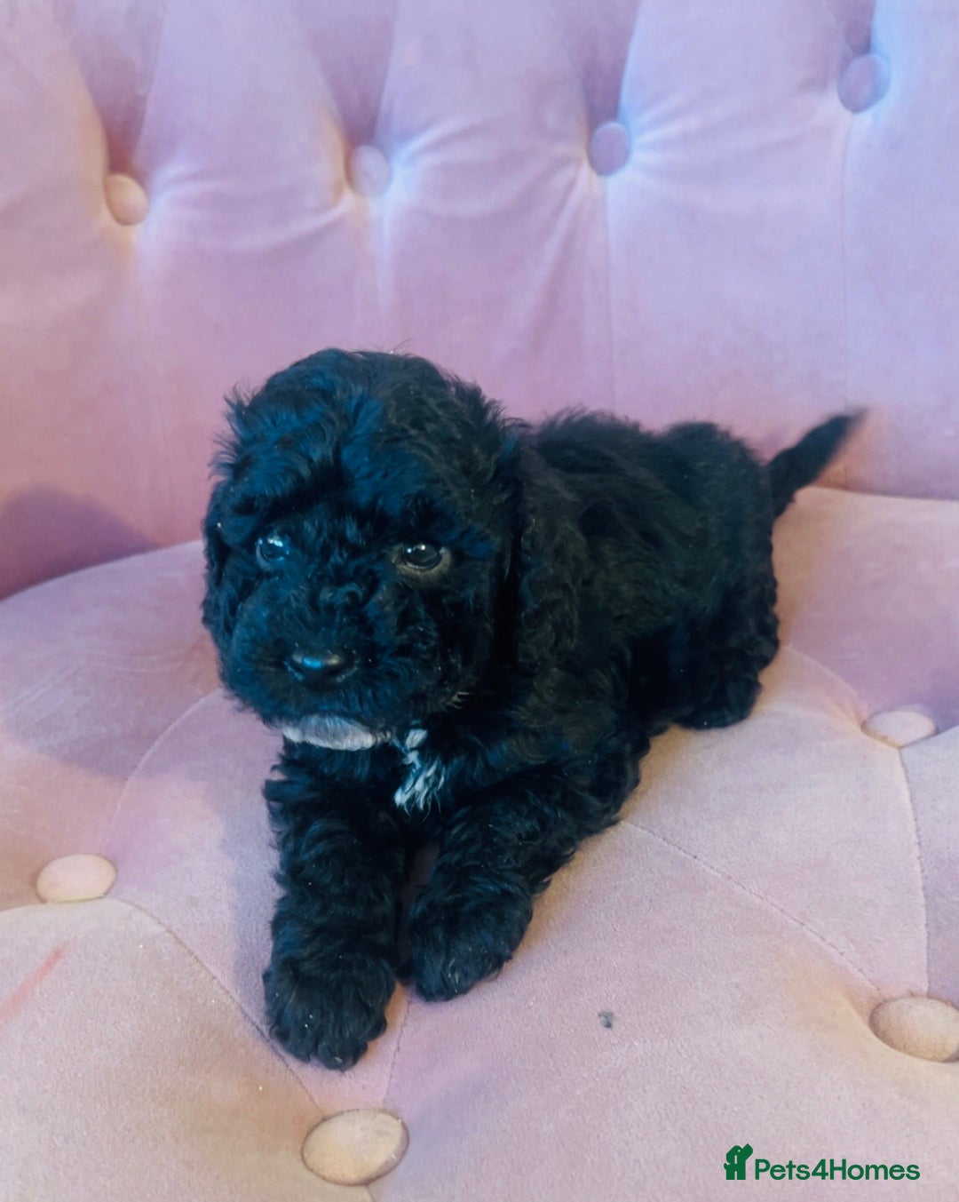 Cockapoo dogs for sale: F2 cockapoo only 3 remaining  - Image 6