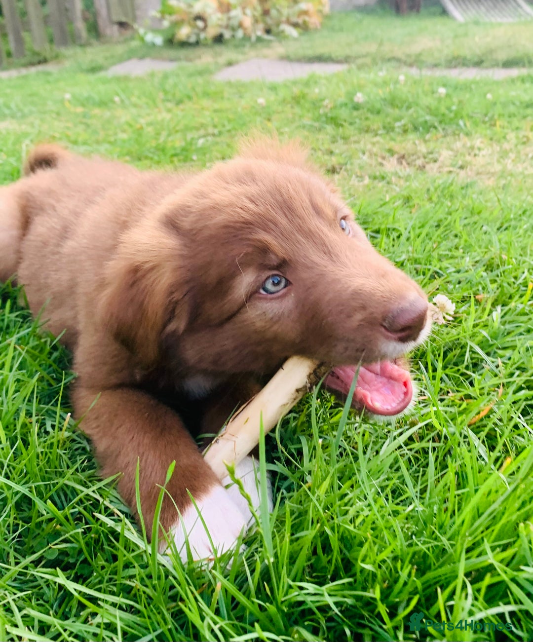 Border Collie dogs for sale: *7 Adorable Border collie pups* - Image 16