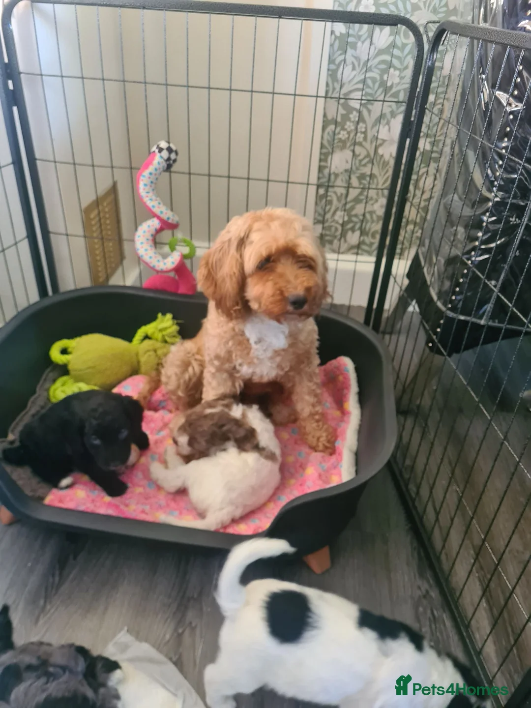 Cockapoo dogs for sale: Cockerpoo f2 puppy  - Advert 2