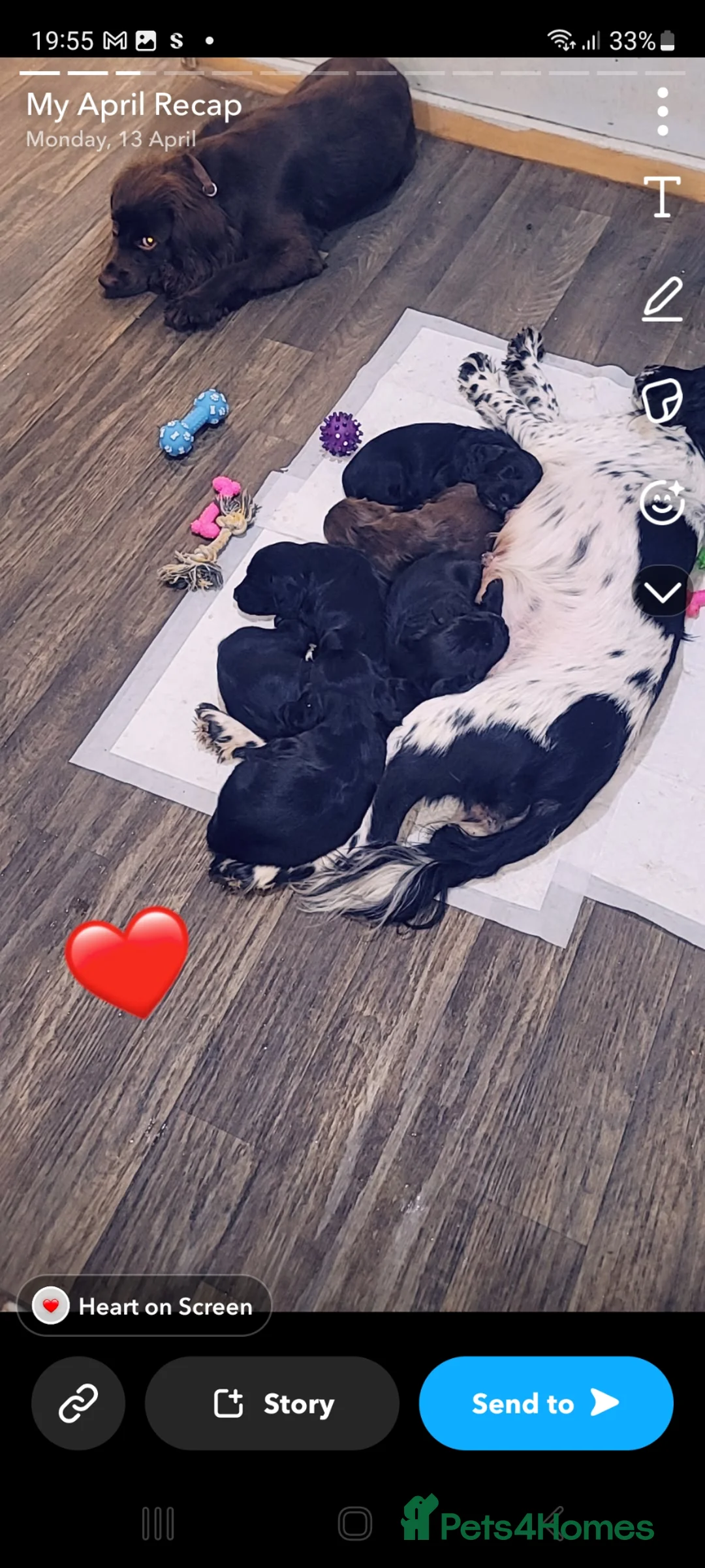 Sprocker dogs for sale: Last male sprocker fully vaccinated  - Advert 2