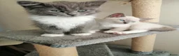 Russian Blue cats for sale: beautiful kittens😻😍 - Advert 27