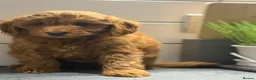 Cavapoo dogs for sale: Cavapoo males and female  - Advert 36