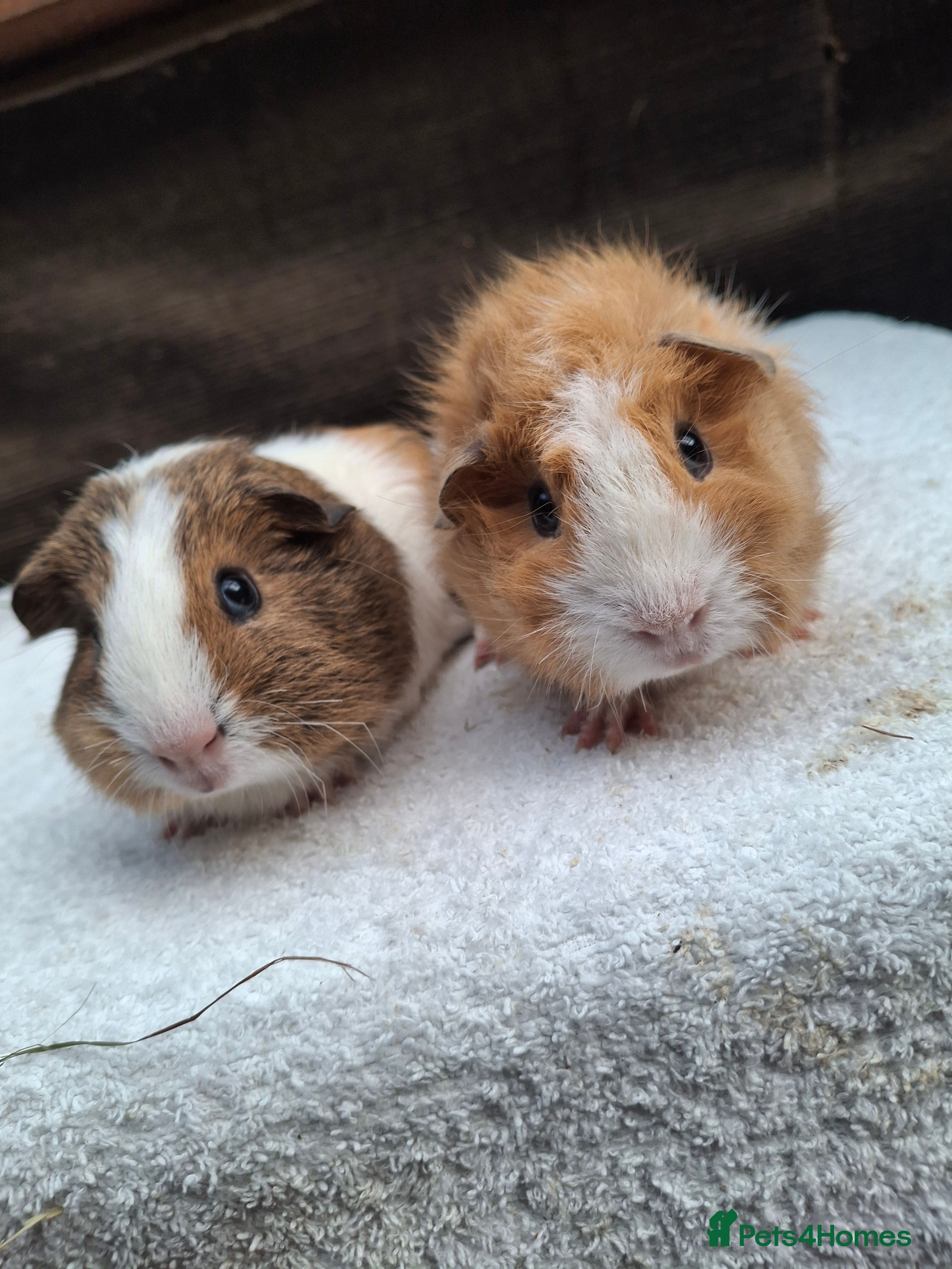 Guinea Pig rodents Baby Guineapigs  - Advert 4