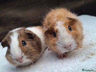 Guinea Pig rodents Baby Guineapigs - Advert 3