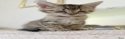Mixed Breed cats for sale: Tabby cross ragdoll kittens - Advert 11