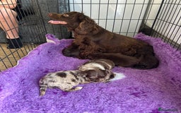 Cockapoo dogs for sale: Rare toy cockapoo - Image 10