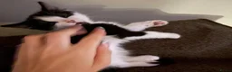 Domestic Shorthair cats for sale: Cat with behavioural issues  - Advert 24