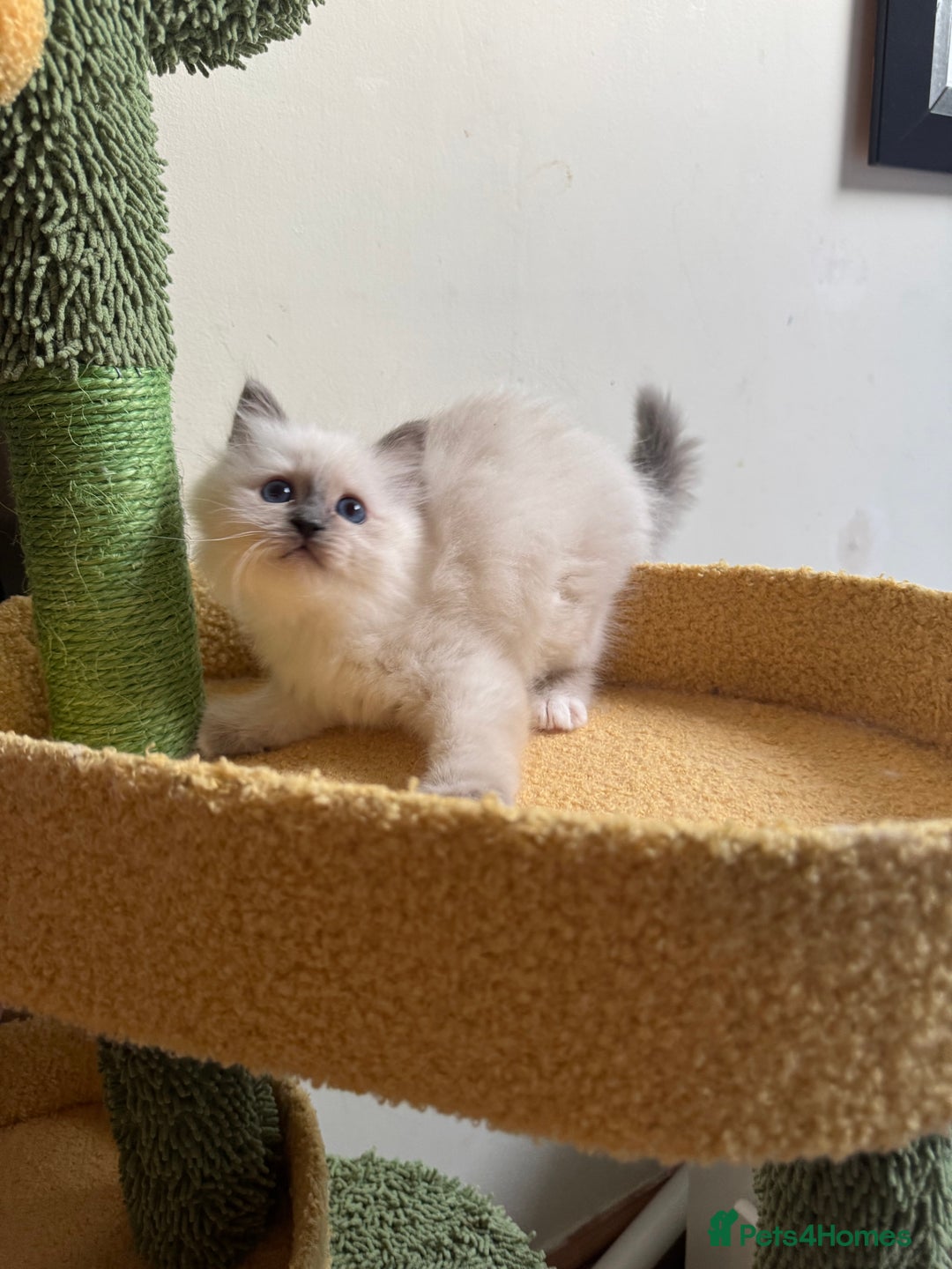 Birman cats for sale: Blue point female kitten for sale  - Image 9