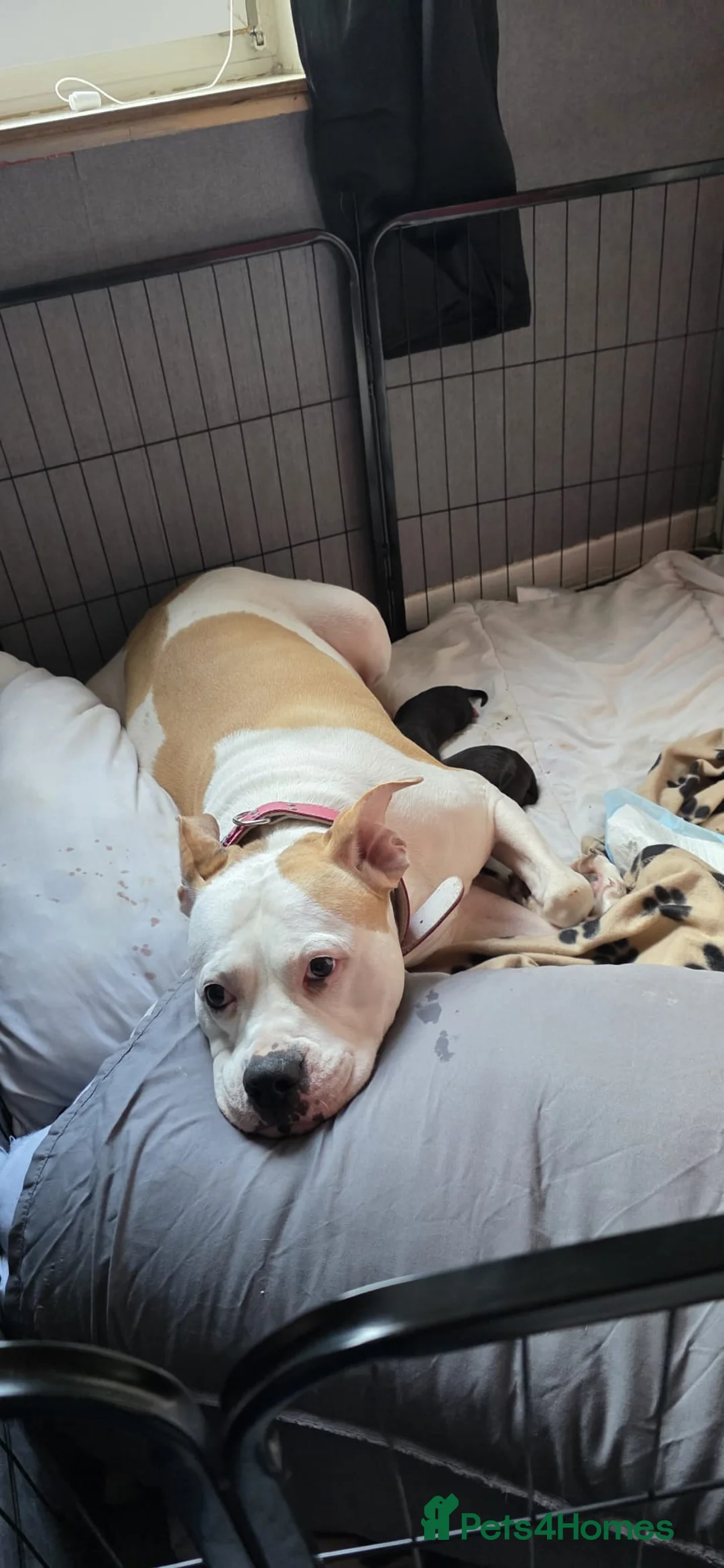 Mixed Breed dogs for sale: Bullador pups 1 boy 1 girl  - Advert 5