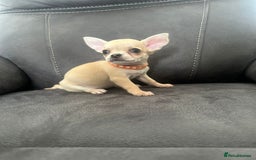 Chihuahua dogs for sale: Chihuahua for sale  - Image 9