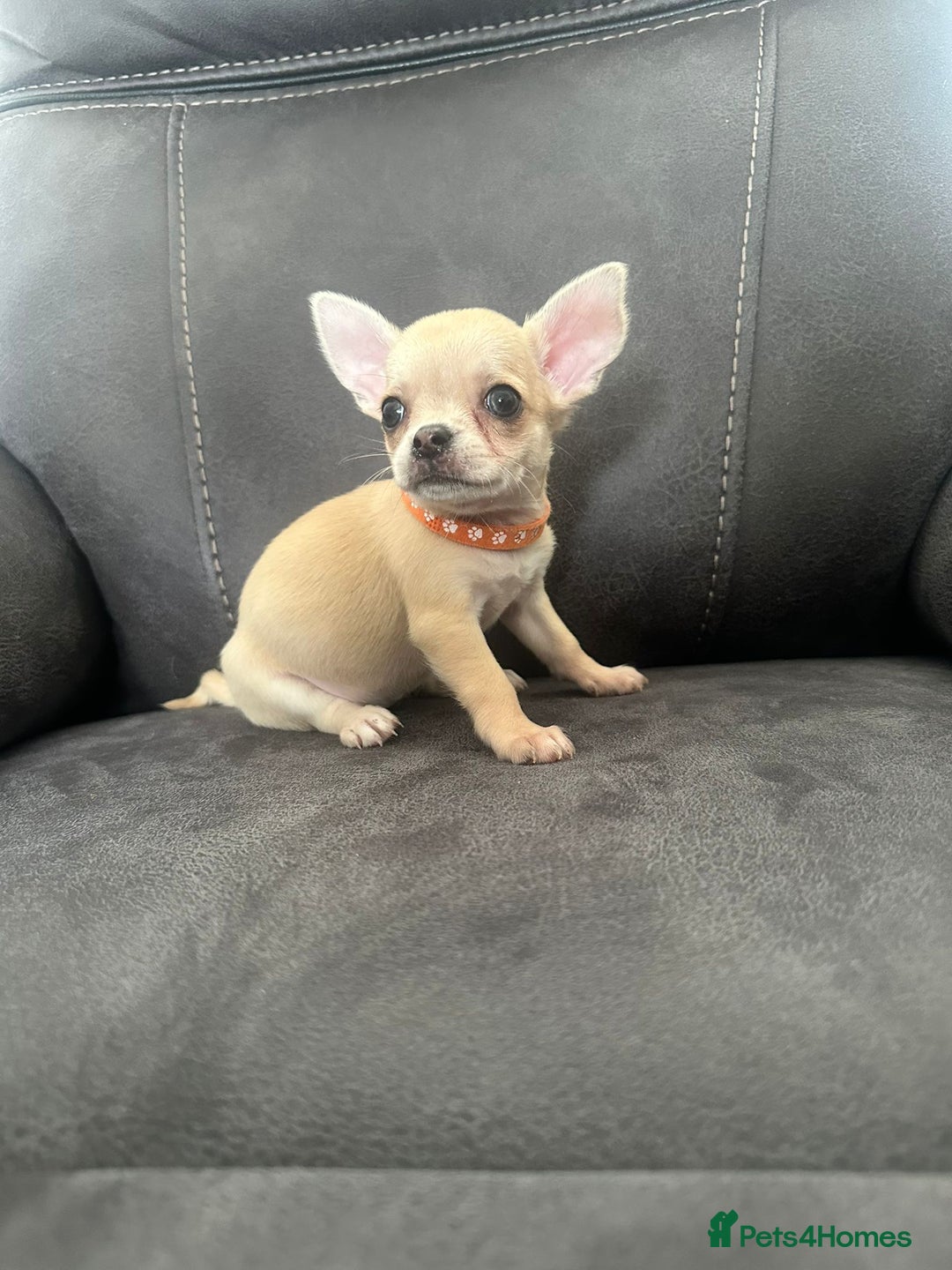 Chihuahua dogs for sale: Chihuahua for sale  - Image 9