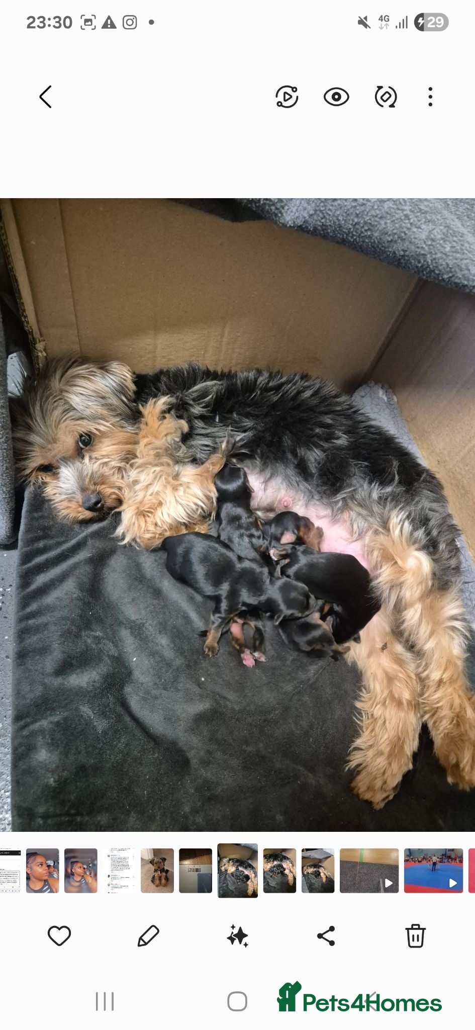 Yorkshire Terrier dogs 5 beautiful full breed yorkies for sale - Advert 4